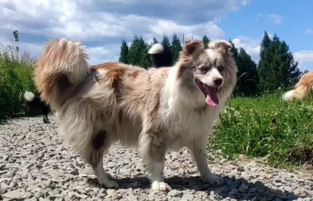 Rasowa suczka BORDER COLLIE z Hodowli - pełną dok. przebadan 7