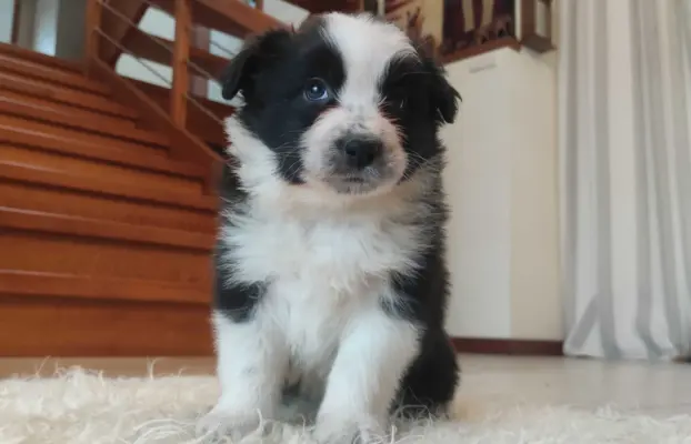 Rasowa suczka BORDER COLLIE z Hodowli - pełną dok. przebadan 1