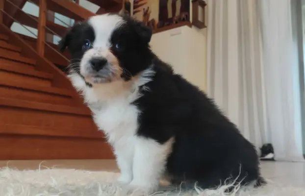 Rasowa suczka BORDER COLLIE z Hodowli - pełną dok. przebadan 3