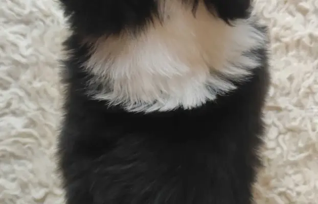 Rasowa suczka BORDER COLLIE z Hodowli - pełną dok. przebadan 4