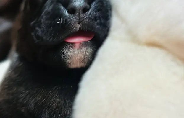 Piękne szczenięta bokser 7