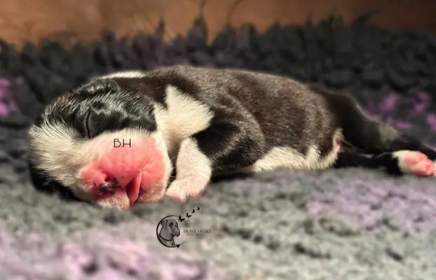 Piękne szczenięta bokser 1