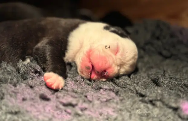 Piękne szczenięta bokser 4