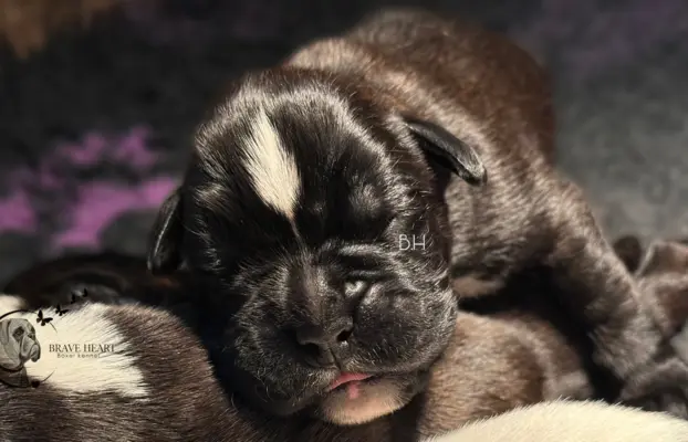 Piękne szczenięta bokser 1