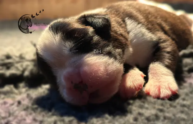 Piękne szczenięta bokser 5