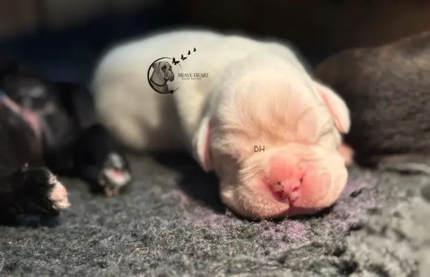 Piękne szczenięta bokser 6