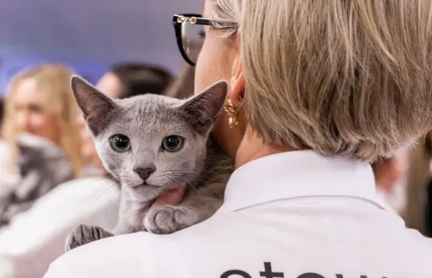 Śliczne kocięta rasy Rosyjski Niebieski (rodowody FPL) 3