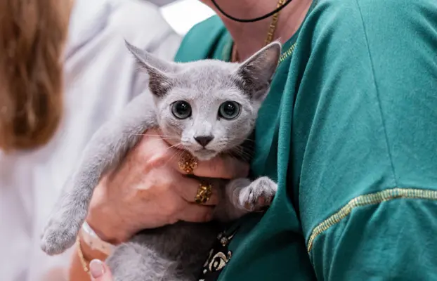 Śliczne kocięta rasy Rosyjski Niebieski (rodowody FPL) 4