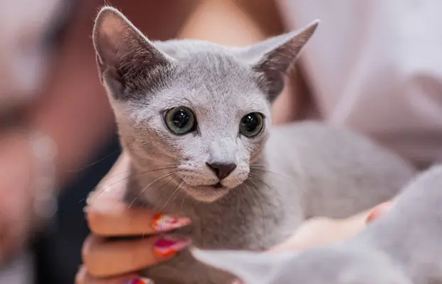 Śliczne kocięta rasy Rosyjski Niebieski (rodowody FPL) 1