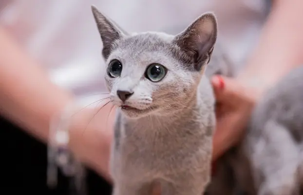 Śliczne kocięta rasy Rosyjski Niebieski (rodowody FPL) 2