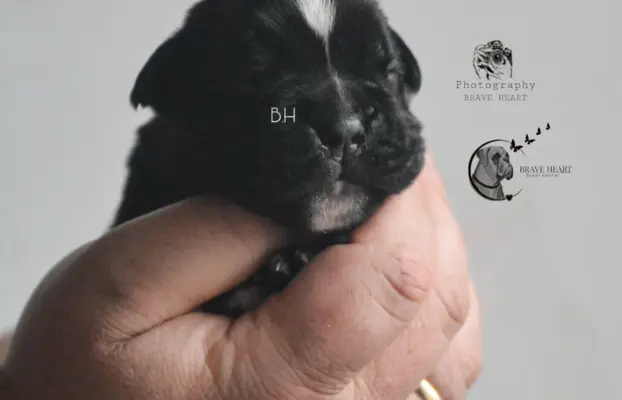 Piękne szczenięta bokser 1