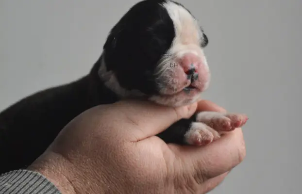 Piękne szczenięta bokser 3