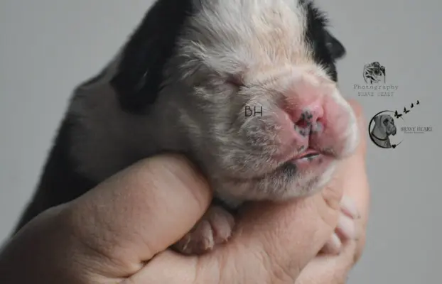 Piękne szczenięta bokser 2