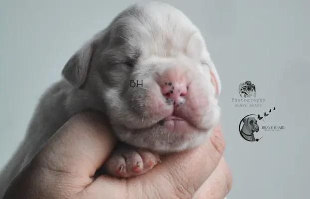 Piękne szczenięta bokser 4