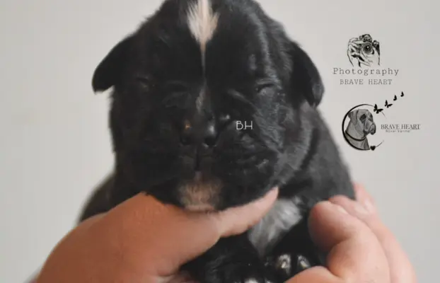 Piękne szczenięta bokser 5