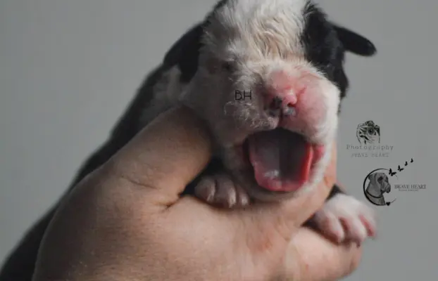 Piękne szczenięta bokser 7