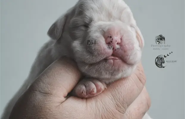 Piękne szczenięta bokser 6