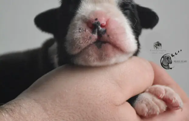 Piękne szczenięta bokser 8