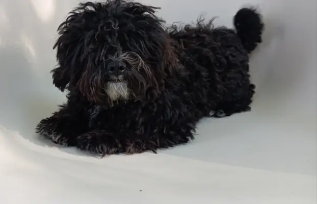 Rosyjska Bolonka Kolorowa piesek o imieniu Gibson 1