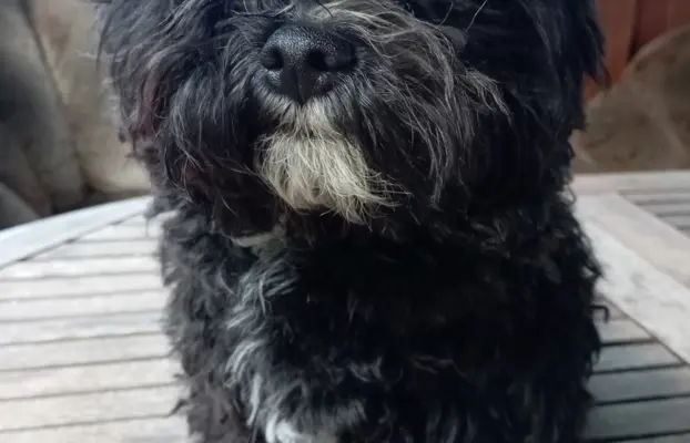 Rosyjska Bolonka Kolorowa piesek o imieniu Gibson 2