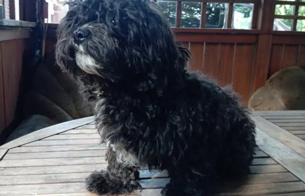 Rosyjska Bolonka Kolorowa piesek o imieniu Gibson 3