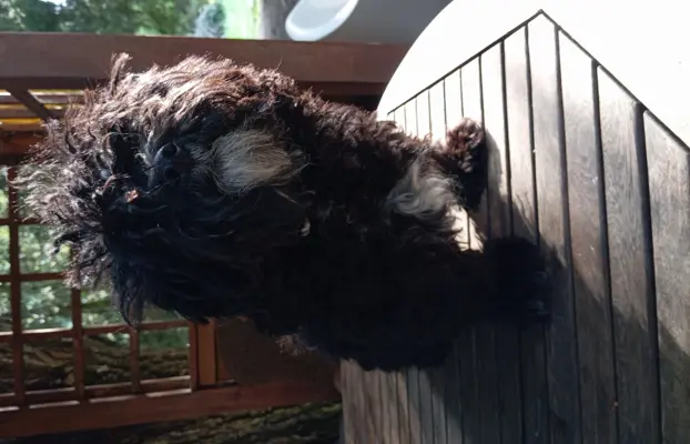 Rosyjska Bolonka Kolorowa piesek o imieniu Gibson 4