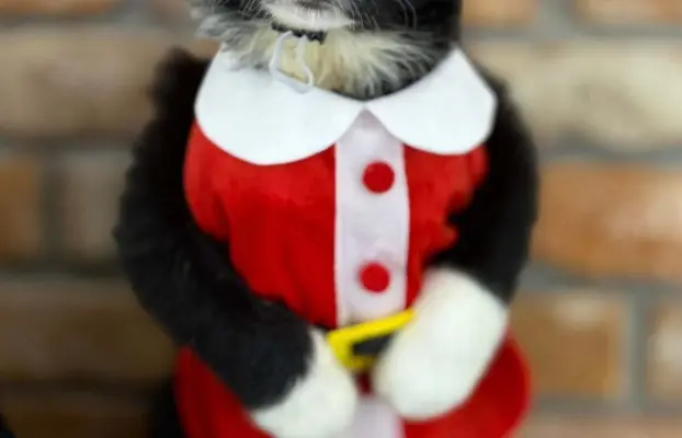 Border Collie szczeniaki 5