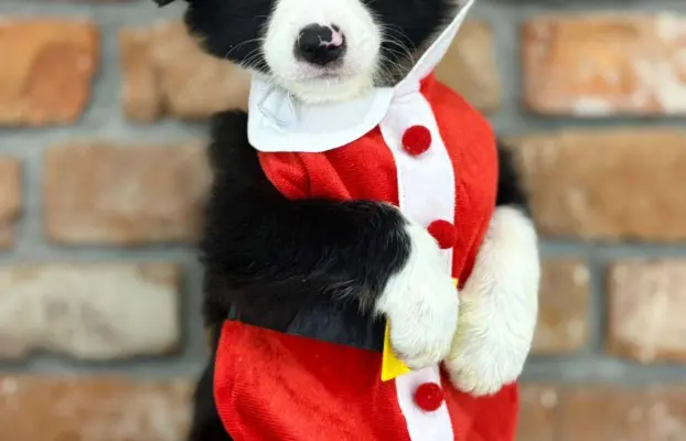 Border Collie szczeniaki 6