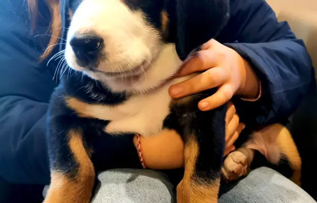 Duży Szwajcarski Pies Pasterski - szczeniak 1