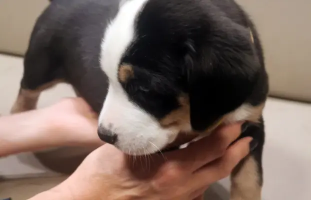 Duży Szwajcarski Pies Pasterski - szczeniak 3