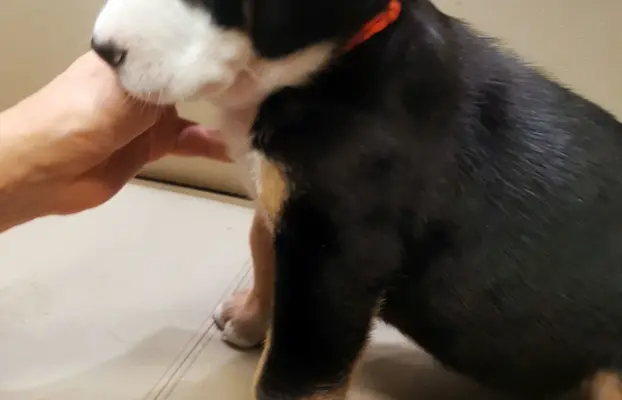 Duży Szwajcarski Pies Pasterski - szczeniak 4