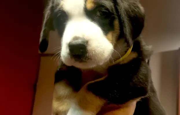 Duży Szwajcarski Pies Pasterski - szczeniak 5