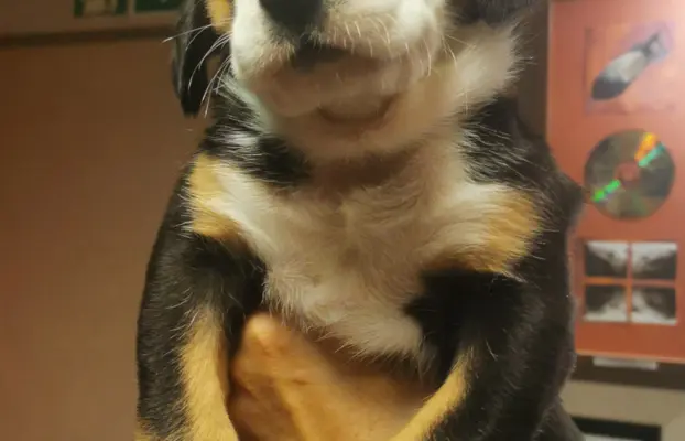 Duży Szwajcarski Pies Pasterski - szczeniak 6