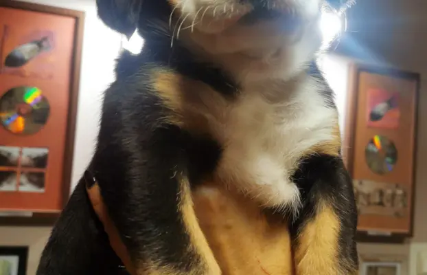 Duży Szwajcarski Pies Pasterski - szczeniak 7