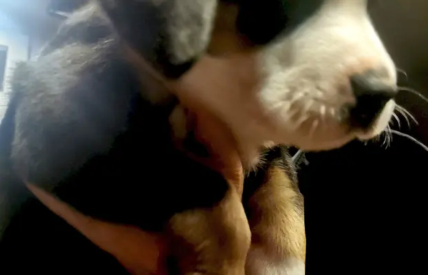 Duży Szwajcarski Pies Pasterski - szczeniak 8