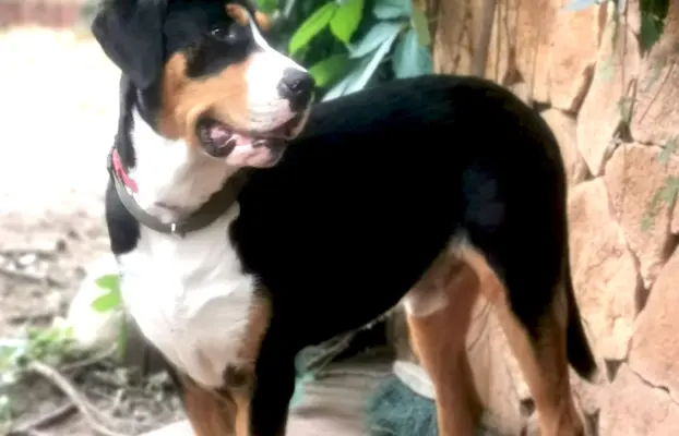 Duży Szwajcarski Pies Pasterski - szczeniak 9