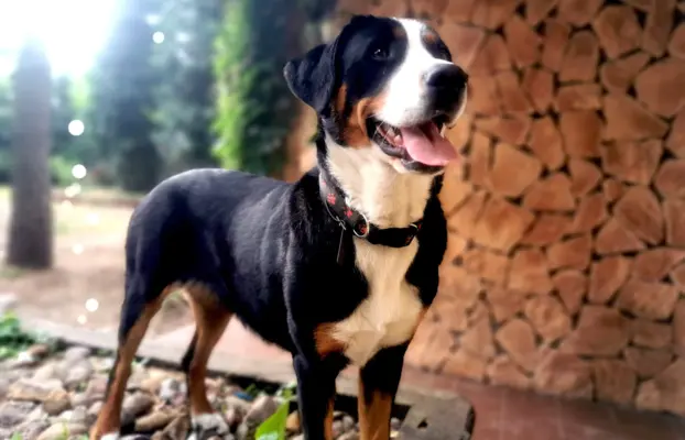 Duży Szwajcarski Pies Pasterski - szczeniak 10