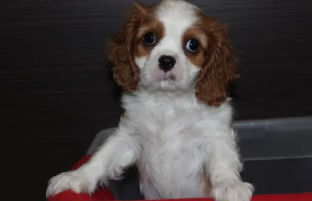 Cavalier King Charles Spaniel szczeniaczki ZKwP po CH.PL. 2