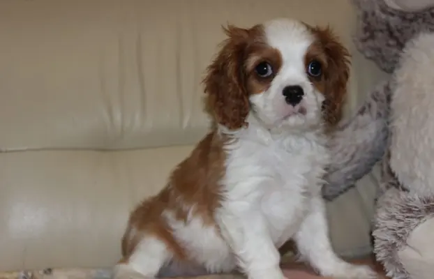 Cavalier King Charles Spaniel szczeniaczki ZKwP po CH.PL. 1