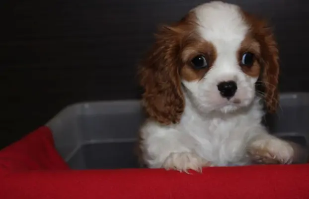 Cavalier King Charles Spaniel szczeniaczki ZKwP po CH.PL. 3