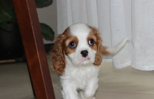 Cavalier King Charles Spaniel szczeniaczki ZKwP po CH.PL. 4