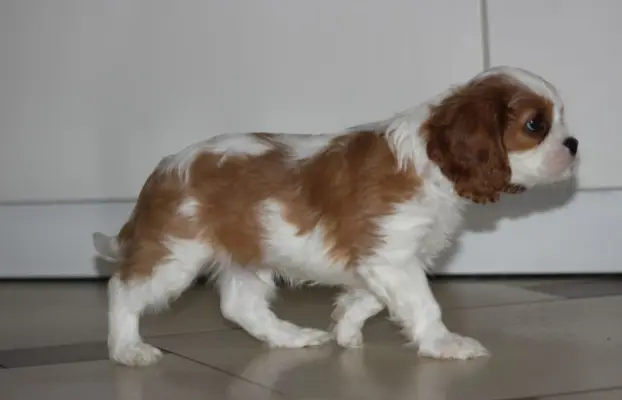 Cavalier King Charles Spaniel szczeniaczki ZKwP po CH.PL. 5