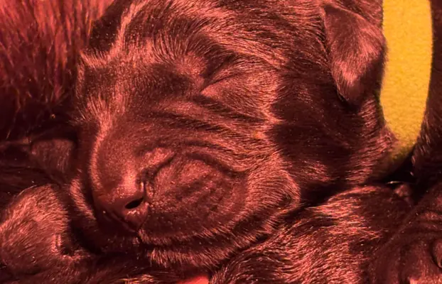 Sznaucer olbrzym- szczeniak- suczka 1