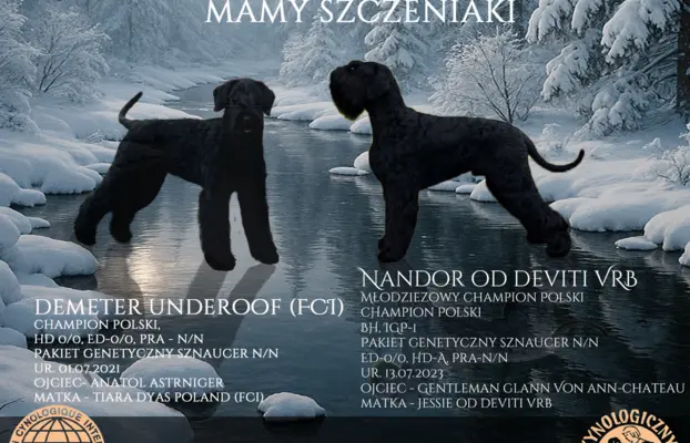 Sznaucer olbrzym- szczeniak- suczka 2