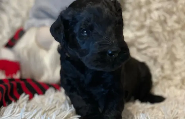 Sznaucer olbrzym- szczeniak- suczka 3