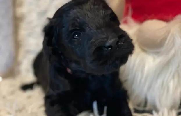 Sznaucer olbrzym- szczeniak- suczka 4