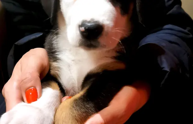 Duży Szwajcarski Pies Pasterski - Szczeniak Piesek 2