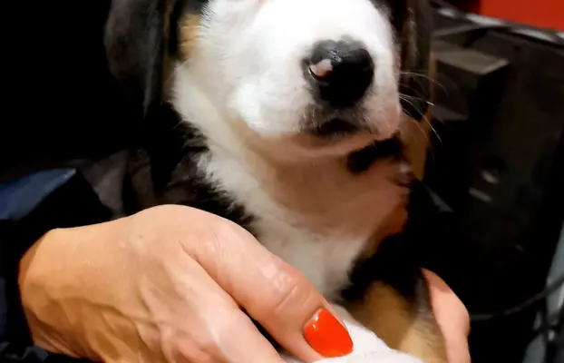 Duży Szwajcarski Pies Pasterski - Szczeniak Piesek 3