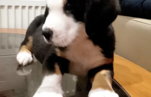 Duży Szwajcarski Pies Pasterski - Szczeniak Piesek 4