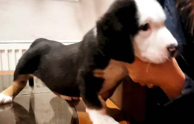 Duży Szwajcarski Pies Pasterski - Szczeniak Piesek 5